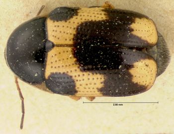 Media type: image;   Entomology 9294 Aspect: habitus dorsal view